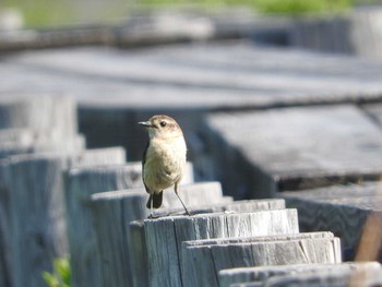 Amur Stonechat Ozegahara Mon, 6/20/2016