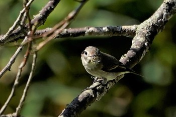 Asian Brown Flycatcher 神戸市西区神出町 Sat, 9/12/2020