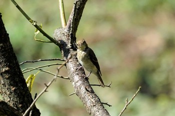 Narcissus Flycatcher 神戸市西区神出町 Sat, 9/12/2020