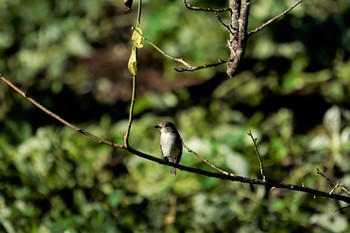 Asian Brown Flycatcher 神戸市西区神出町 Sat, 9/12/2020