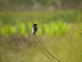 Amur Stonechat Ozegahara Mon, 6/20/2016