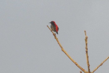 Scarlet-backed Flowerpecker Pattaya Wed, 9/16/2020