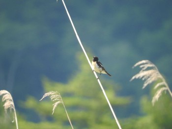 Amur Stonechat Ozegahara Mon, 6/20/2016