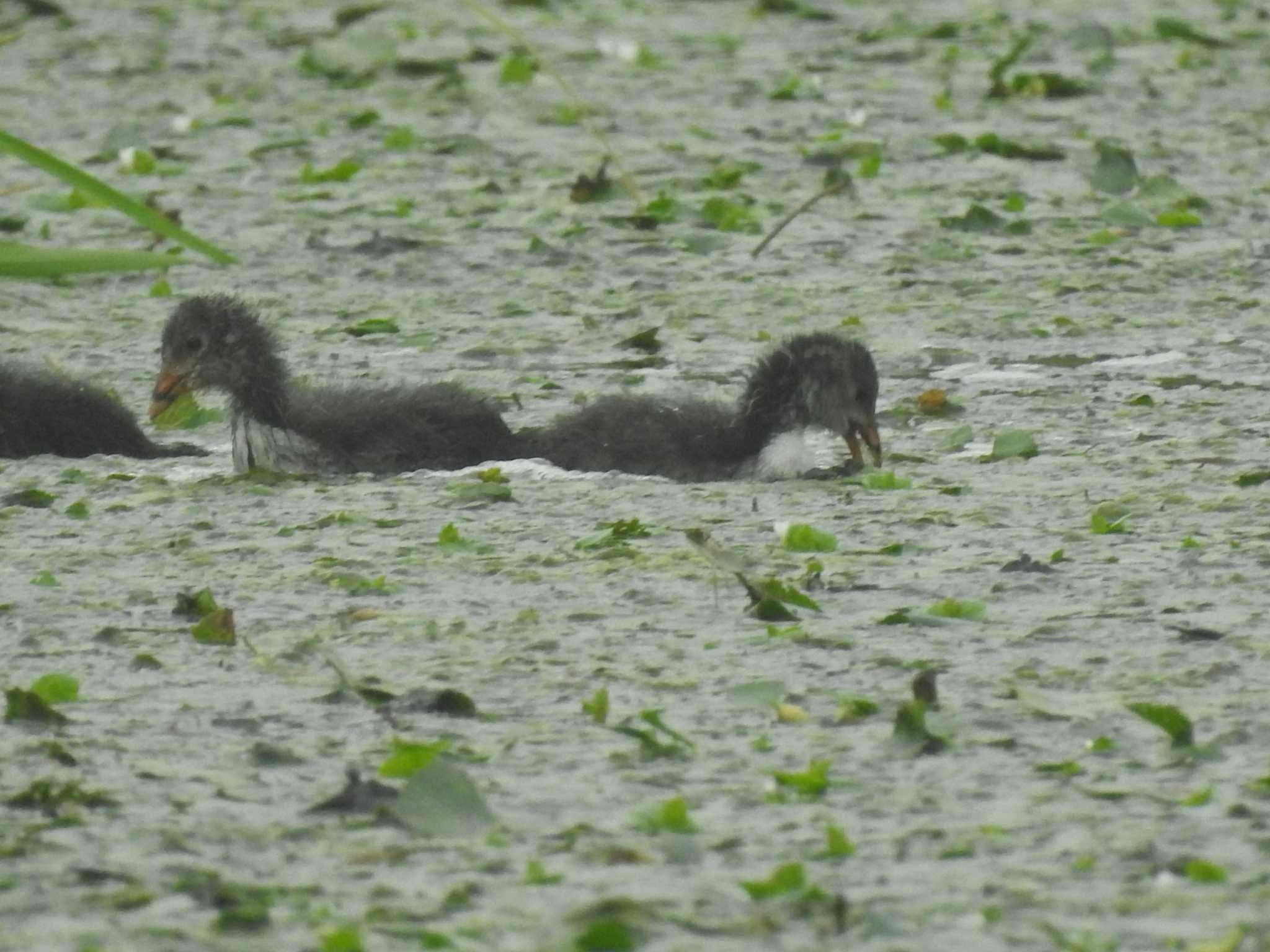 池の草全部たべちゃおうぜ?