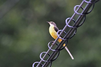 Wed, 9/16/2020 Birding report at 若山ダム(石川県珠洲市)