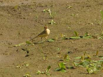 2020年9月16日(水) いしかり調整池(石狩調整池)の野鳥観察記録