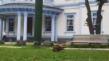 Mallard 中島公園 Sat, 9/12/2020