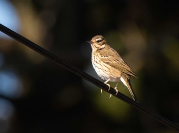 Olive-backed Pipit Awashima Island Mon, 4/29/2019