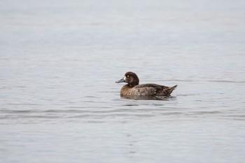 スズガモ ふなばし三番瀬海浜公園 2020年9月13日(日)