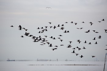 カワウ ふなばし三番瀬海浜公園 2020年9月13日(日)