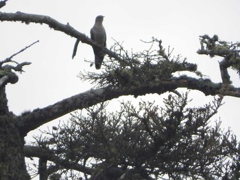 Common Cuckoo Ozegahara Mon, 6/20/2016