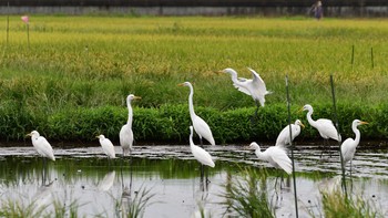 ダイサギ 平塚田んぼ 2020年9月16日(水)