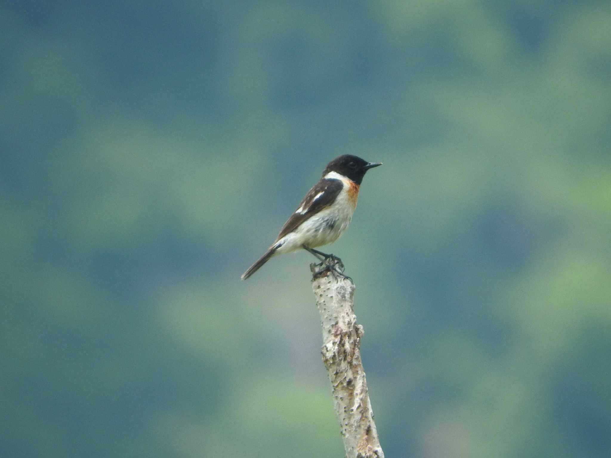 Amur Stonechat