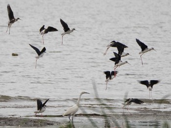 2020年9月13日(日) 六郷橋緑地の野鳥観察記録