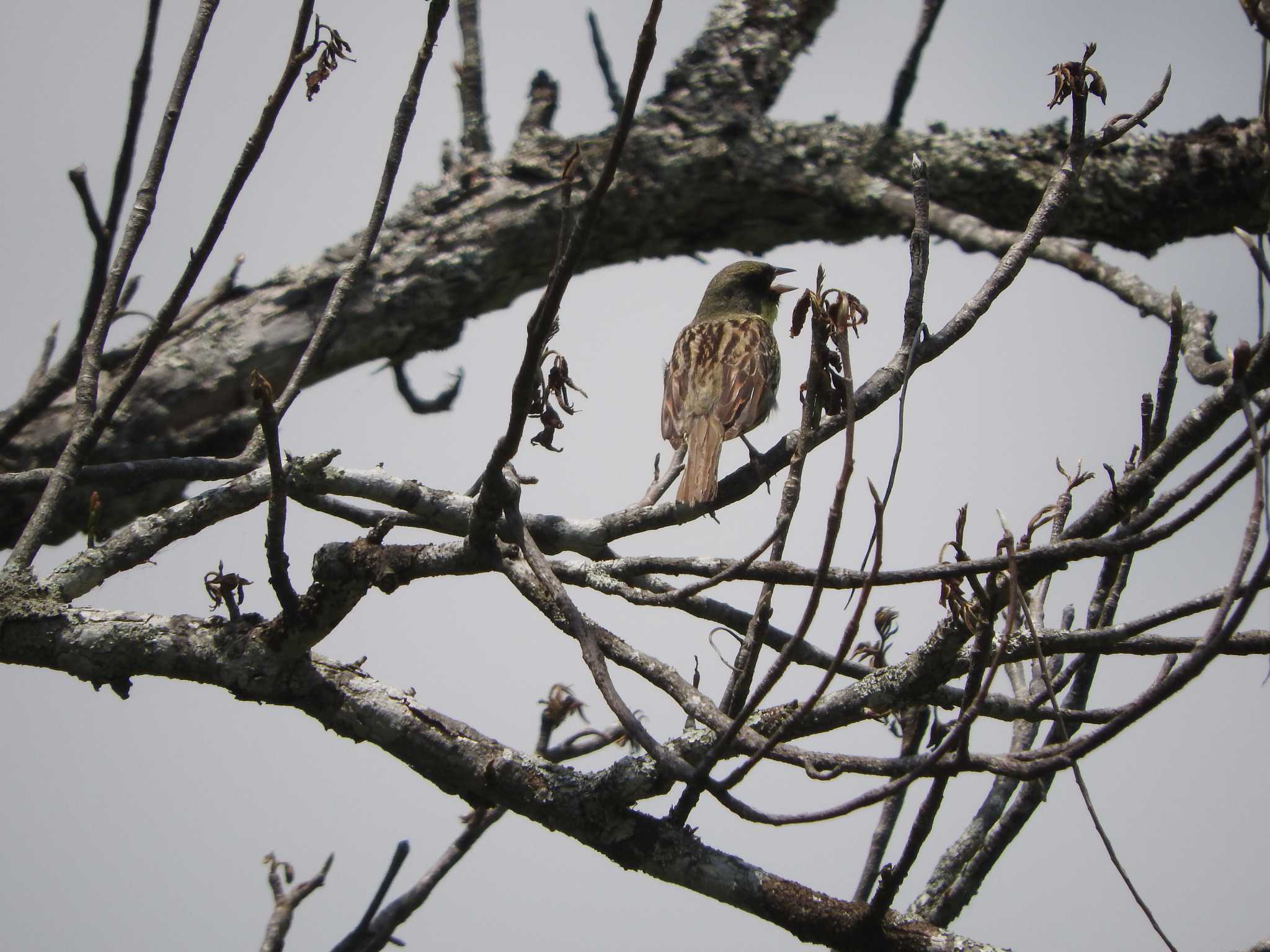 Masked Bunting