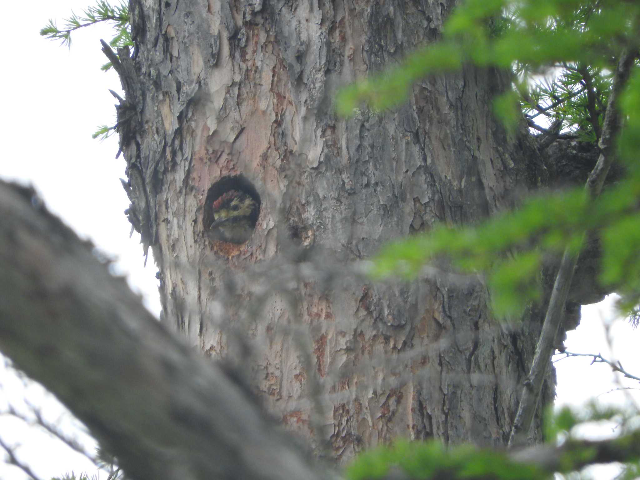 Great Spotted Woodpecker