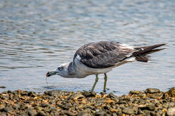 ウミネコ 魚住海岸 2020年8月30日(日)