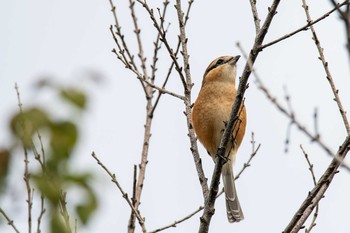 2020年9月17日(木) 金井遊水地(金井遊水池)の野鳥観察記録