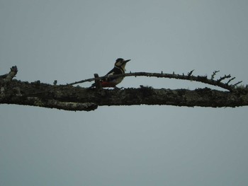 Great Spotted Woodpecker Ozegahara Mon, 6/20/2016