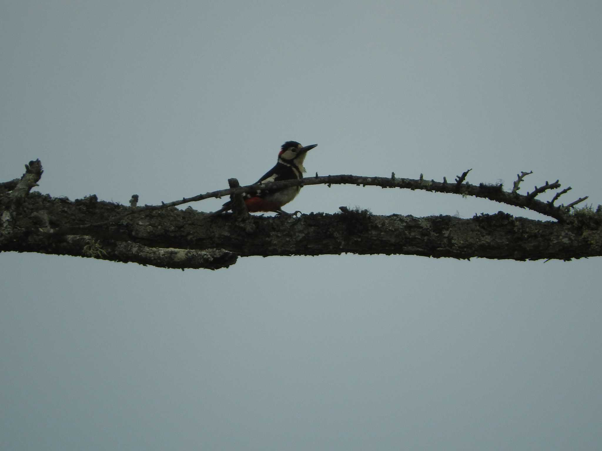 Great Spotted Woodpecker