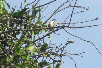 Scarlet-backed Flowerpecker Pattaya Thu, 9/17/2020