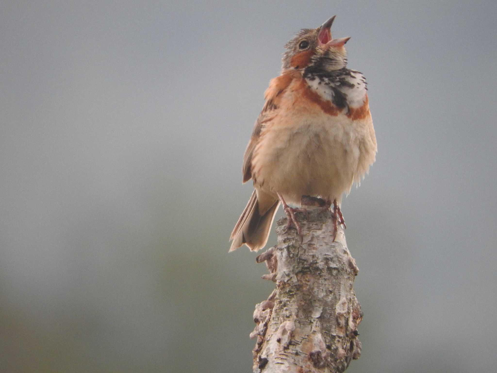 Chestnut-eared Bunting