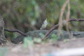 キビタキ 尼崎市農業公園 2020年9月16日(水)