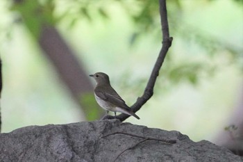 キビタキ 尼崎市農業公園 2020年9月16日(水)