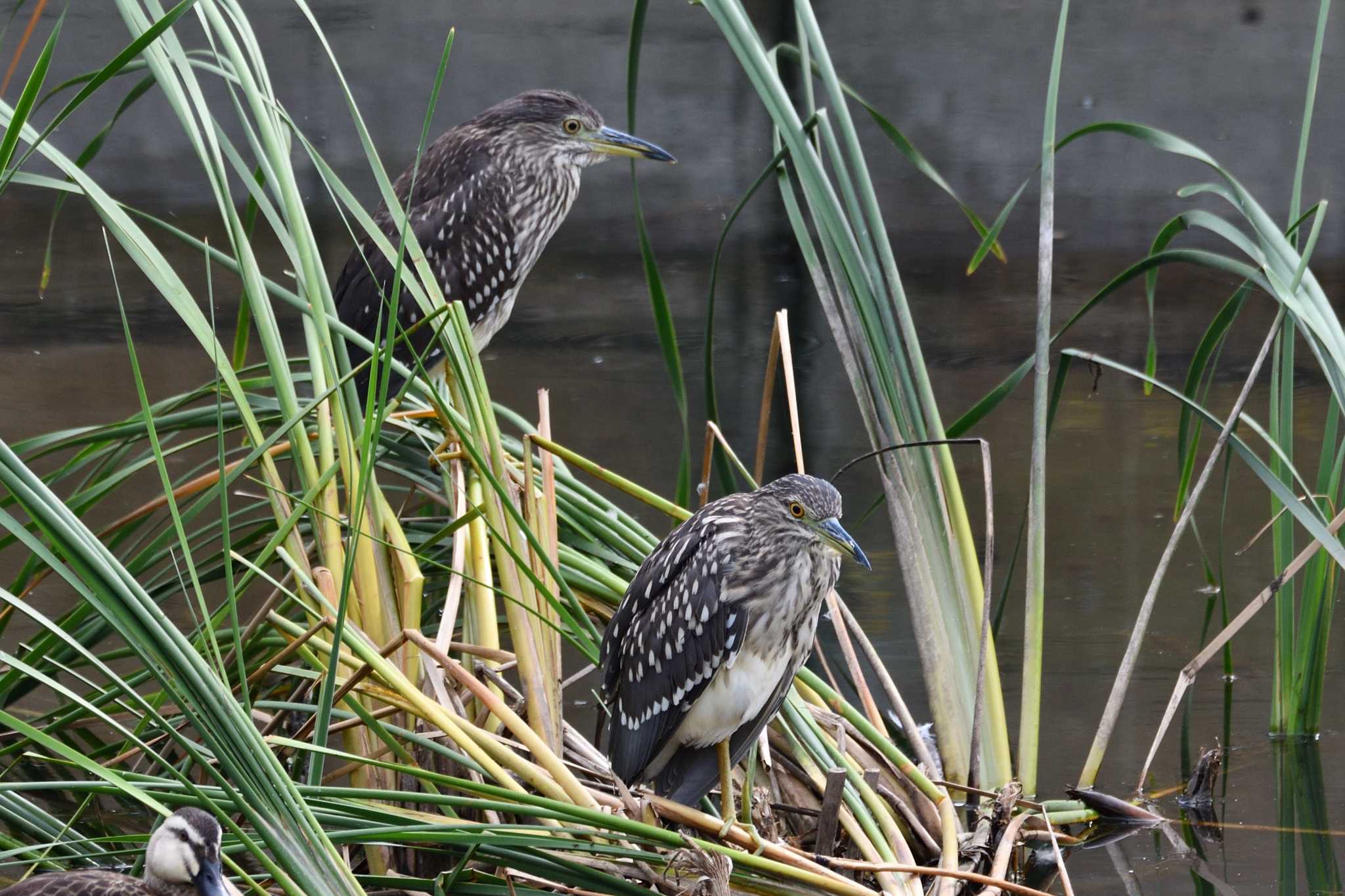 Black-crowned Night Heron