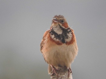 Chestnut-eared Bunting Ozegahara Mon, 6/20/2016