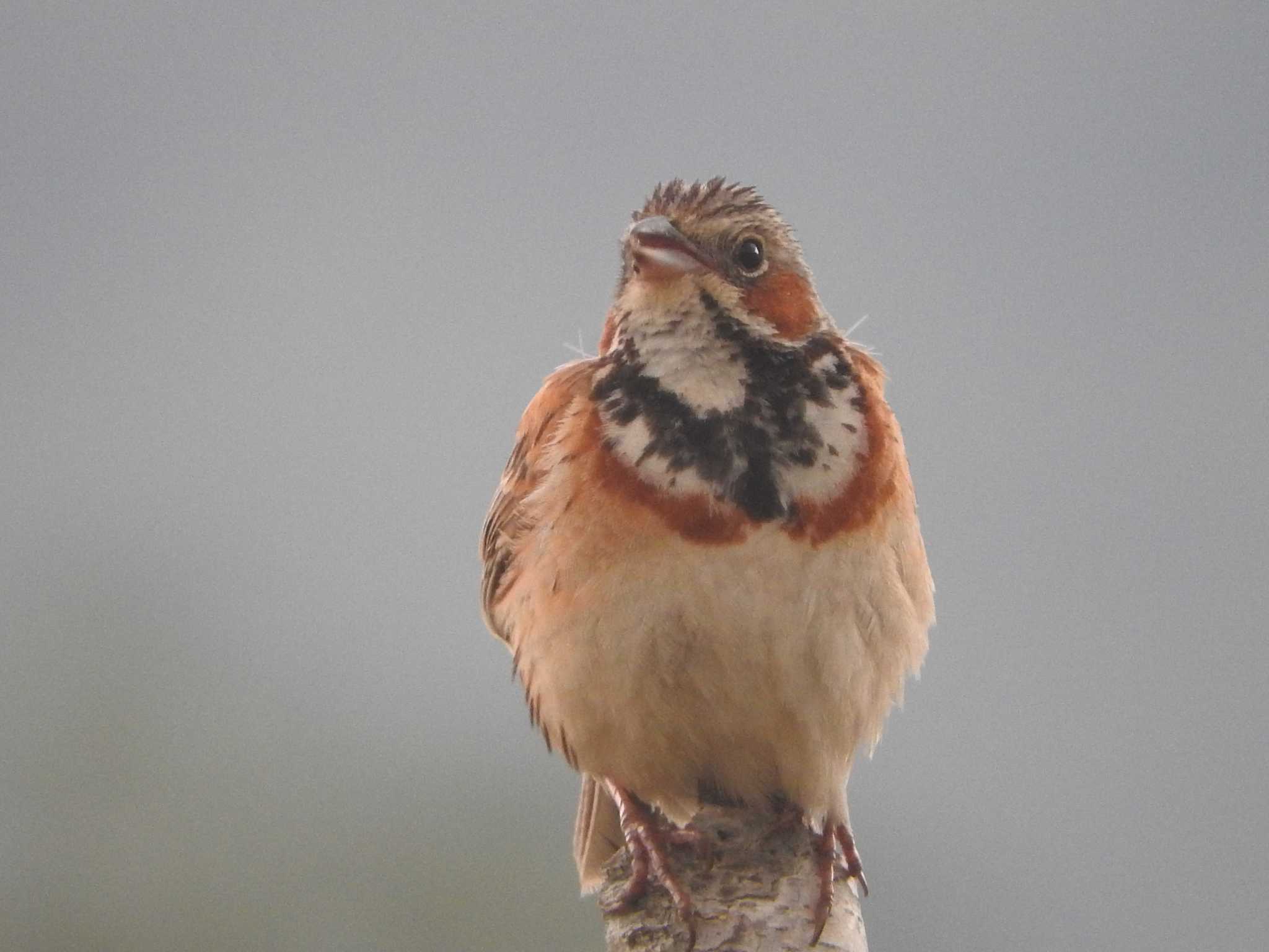 Photo of Chestnut-eared Bunting at Ozegahara by horo-gold