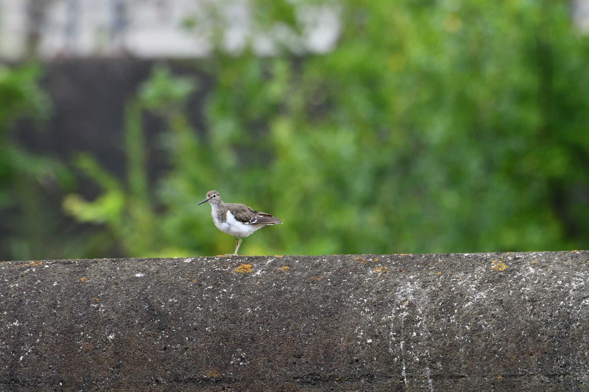 Common Sandpiper