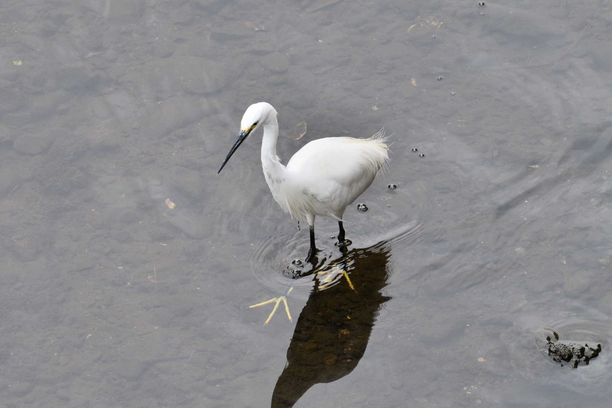 Little Egret