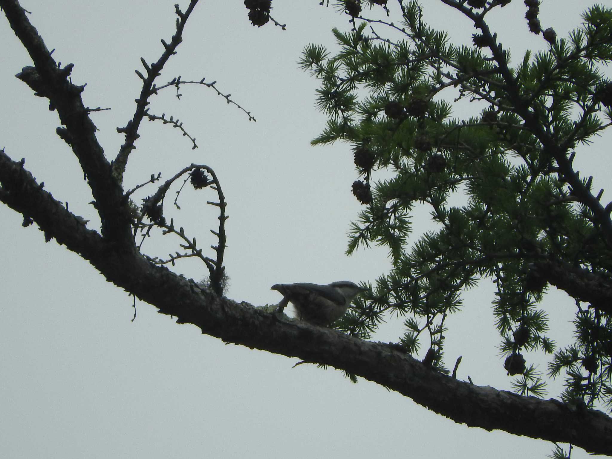 Eurasian Nuthatch