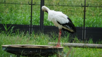 コウノトリ コウノトリの里(野田市) 2020年9月17日(木)