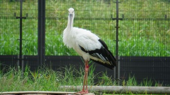 コウノトリ コウノトリの里(野田市) 2020年9月17日(木)