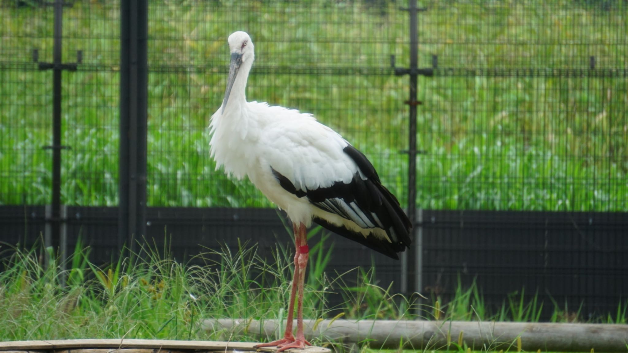 コウノトリの里(野田市) コウノトリの写真 by ツピ太郎