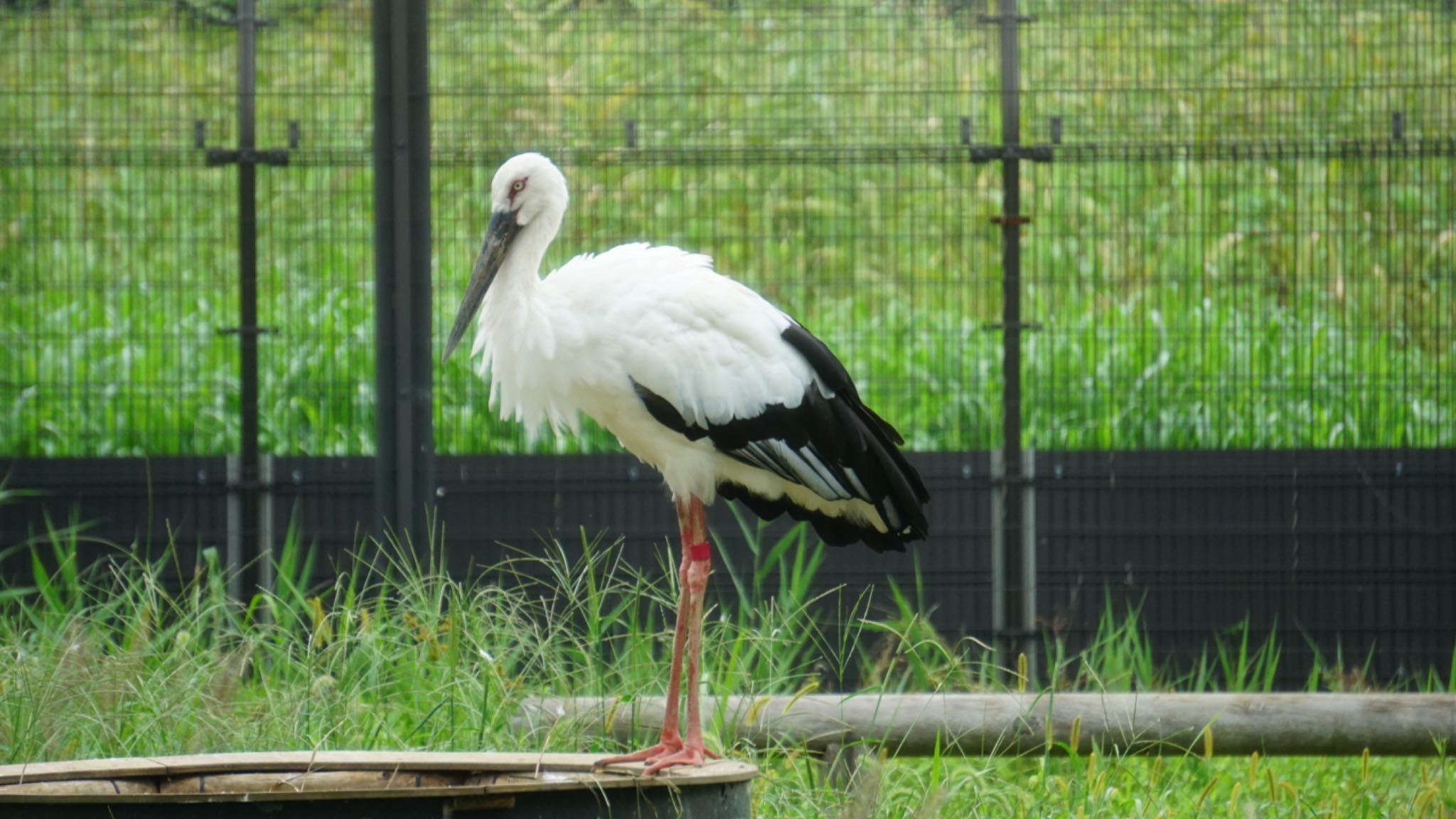 コウノトリの里(野田市) コウノトリの写真 by ツピ太郎