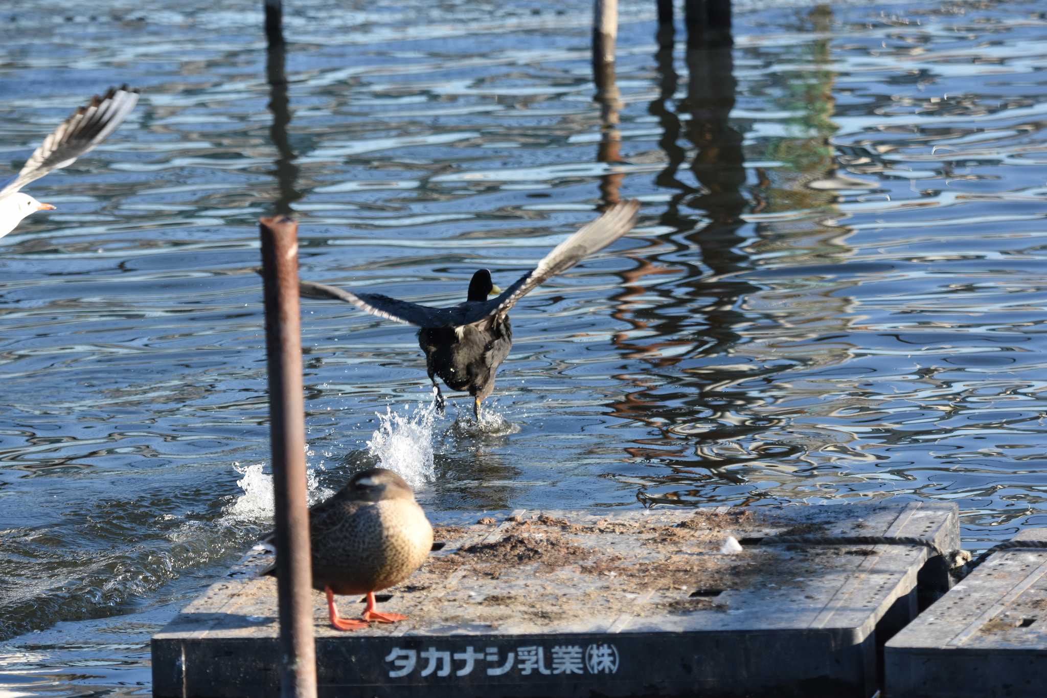 駆け抜けるバン