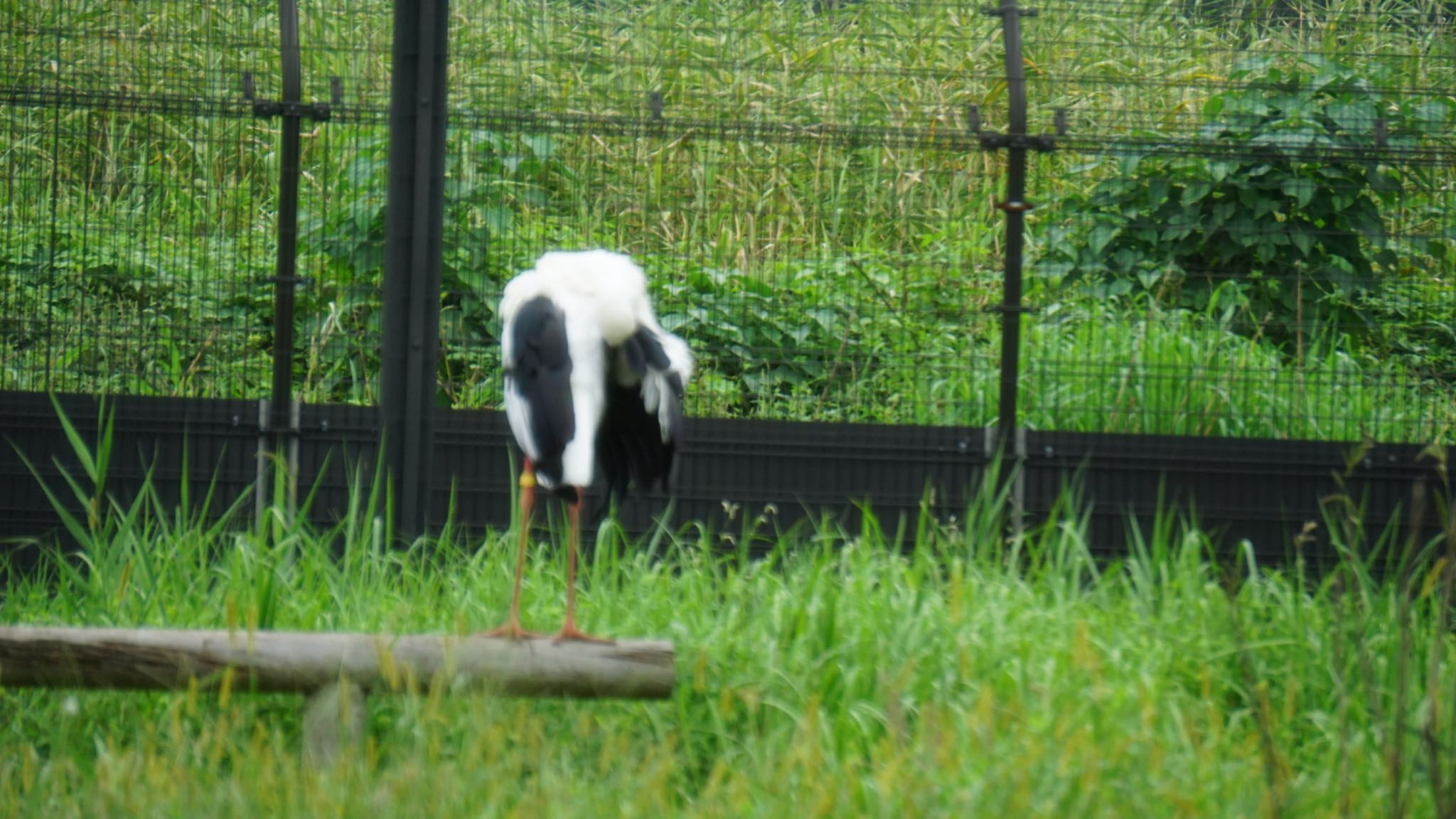 コウノトリの里(野田市) コウノトリの写真 by ツピ太郎