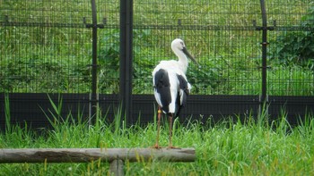 コウノトリ コウノトリの里(野田市) 2020年9月17日(木)