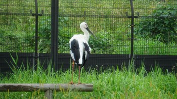 コウノトリ コウノトリの里(野田市) 2020年9月17日(木)