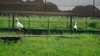 コウノトリ コウノトリの里(野田市) 2020年9月17日(木)