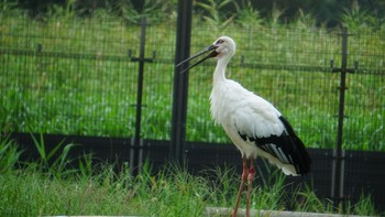 コウノトリ コウノトリの里(野田市) 2020年9月17日(木)