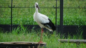 コウノトリ コウノトリの里(野田市) 2020年9月17日(木)