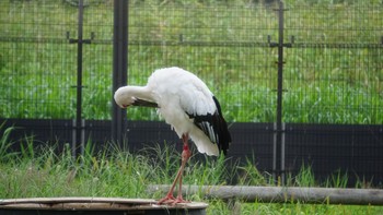 コウノトリ コウノトリの里(野田市) 2020年9月17日(木)