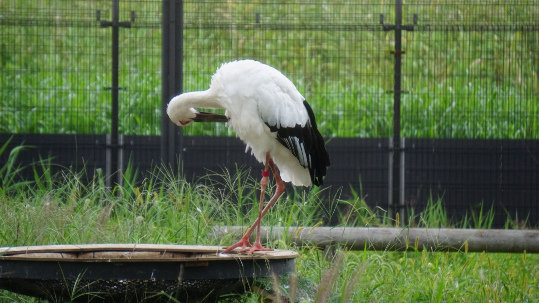 コウノトリの里(野田市) コウノトリの写真 by ツピ太郎