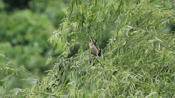 Oriental Reed Warbler Tokyo Port Wild Bird Park Sun, 6/19/2016