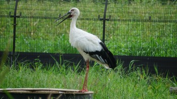 コウノトリ コウノトリの里(野田市) 2020年9月17日(木)