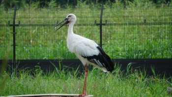 コウノトリ コウノトリの里(野田市) 2020年9月17日(木)